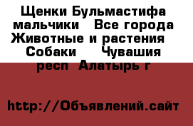 Щенки Бульмастифа мальчики - Все города Животные и растения » Собаки   . Чувашия респ.,Алатырь г.